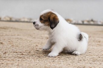 Jack russel teriér s PP - 12