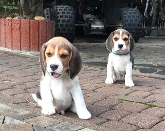 Bígel Beagle Bigl s PP FCI - 12