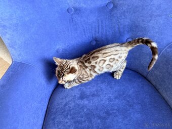 Bengal Cat mačiatka s PP - 12