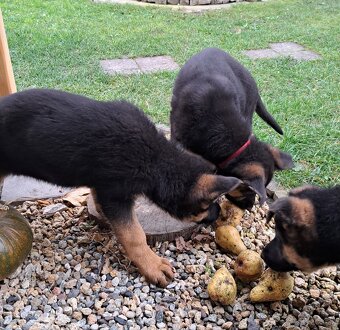 Nemecký ovčiak - šteniatka - 12