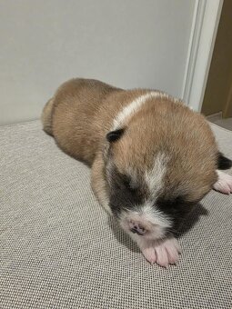 Akita Inu - 12