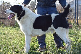 Stredoázijský ovčiak_1 - 12