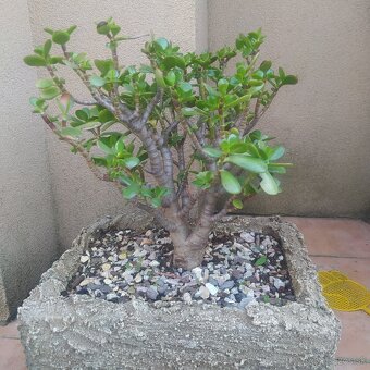 ▶️▶️ izbové BONSAI -tučnolist ▶️▶️ - 12