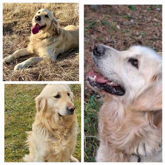 Zlatý retriever - 12