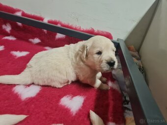 Zlatý retriever - šteniatka s PP, poslední 2 chlapci voľní - 12