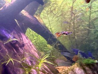 Predám Krevetky, mini ráčiky, gupky, kotúľky. - 12