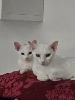 Ruská modrá biela- mačiatko na predaj - 12