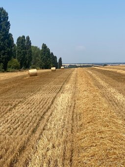 Slama z pod strechy - 12