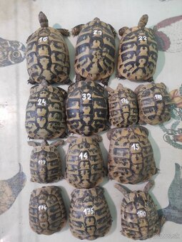 Suchozemská korytnačka -vlastný odchov 2025, príjem rezervác - 12