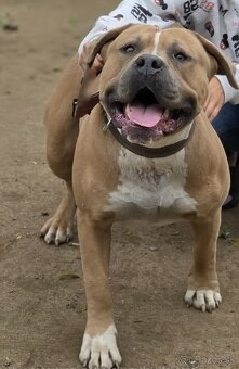 Americký Staford Šteniatka - 12