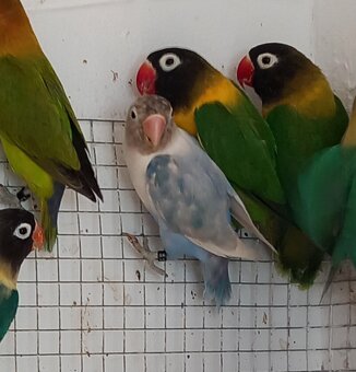 Agapornisy fischeri a škraboškové - 12