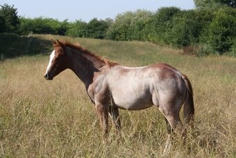 Pripúšťanie Paint Horse žrebec - 12