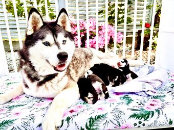 Modrooké šteňatá huskyho, medzinárodný rodokmeň FCI - 12