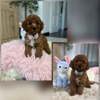 Miniature poodle, pudlik, pudel - 12