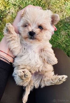 Maltipoo - 12