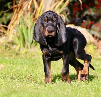 Americký mývalí pes- Black and Tan Coonhound - 12
