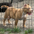 American bully - 12