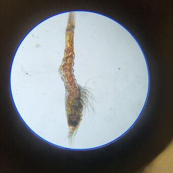 Krevetky Atyopsis Moluccensis (Bamboo Shrimp, Molucká) - 12