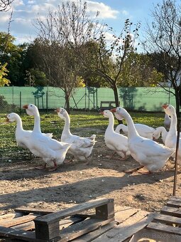 Cholmogorské husi - 12