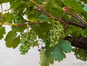 Starý vinič v kvetináči - 12