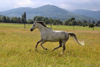 Ponúkame ustajnenie - 12