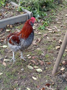 Mám na predaj kohúty Araucany. - 12