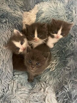 Ragdoll s britským bicolor mačiatka - 12