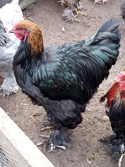 Mladé kohúty brahman - 12