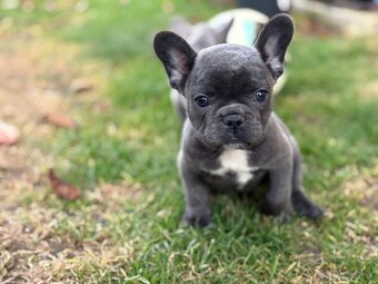 Francúzsky buldoček - 12