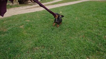 Jazvečik trpasličí hladkosrsty králičí psík - 12