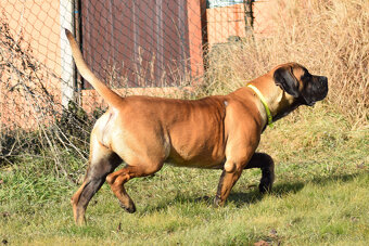 BOERBOEL BALLOTADA -2 FENY-10 MĚSÍCŮ-garance DKK,DLK,OCD - 12