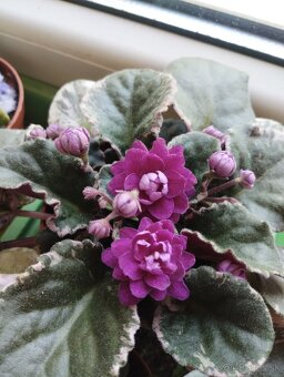 Panašovanu africká fialka (Saintpaulia variegata) - 12