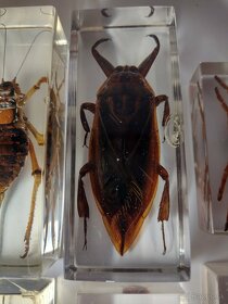 Exotický hmyz z celého sveta škorpión, chrobák, mucha, pavúk - 12