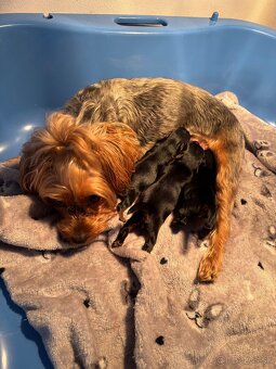 Yorkshirsky terrier, yorkie, york - 12