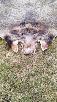 Predám vypracovanu kožu zlatého diviaka parožie zhody trofej - 12