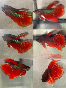 Betta Splendens - Bojovnica Pestrá. - 12