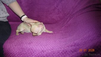 čivava krátkosrstá - 12