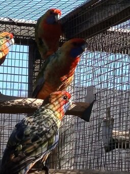 Rozely Adelaidské - 12