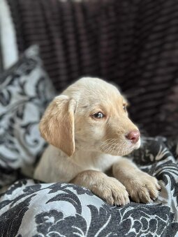 Šteniatka labrador a biely chlapec IHNEĎ - 12