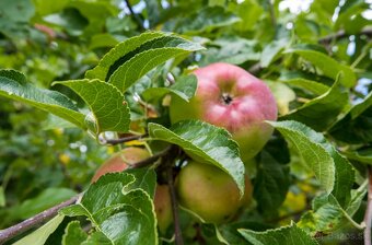 EXKLUZÍVNE : NA PREDAJ SLNEČNÁ ZÁHRADA NA SUCHOM VRCHU - 12