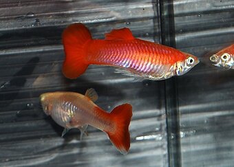 Spoločenské rybky dovoz 9.11 RK-BB - 12
