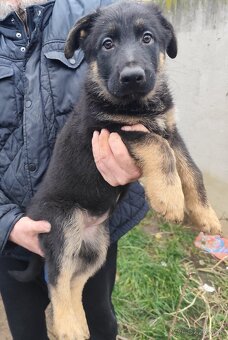 Nemecký ovčiak - 12