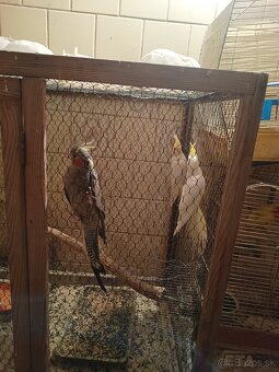 Predám korely aj andulky - 12