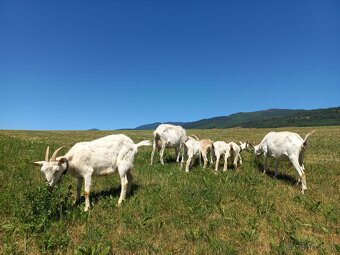 Dojné kozy a kozľatá na predaj - 12