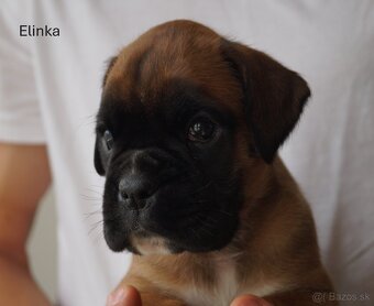 Nemecký boxer šteniatka - 12