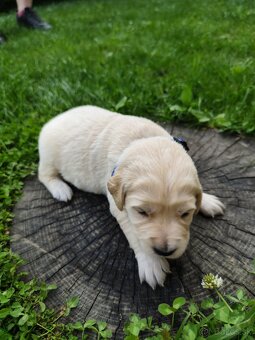 Zlatý retriever šteniatka - 12