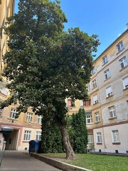 2 izb. historický byt Medená 10 Bratislava - 12