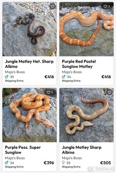 Veľhad kráľovský/ Boa constrictor - 12