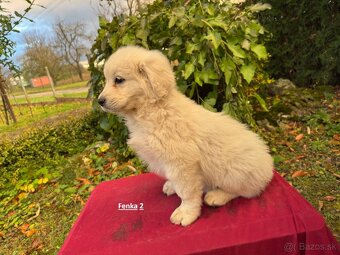 Slovenský čuvač - 12