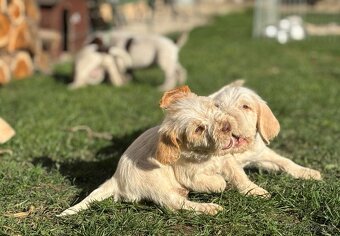 Taliansky spinone - 12